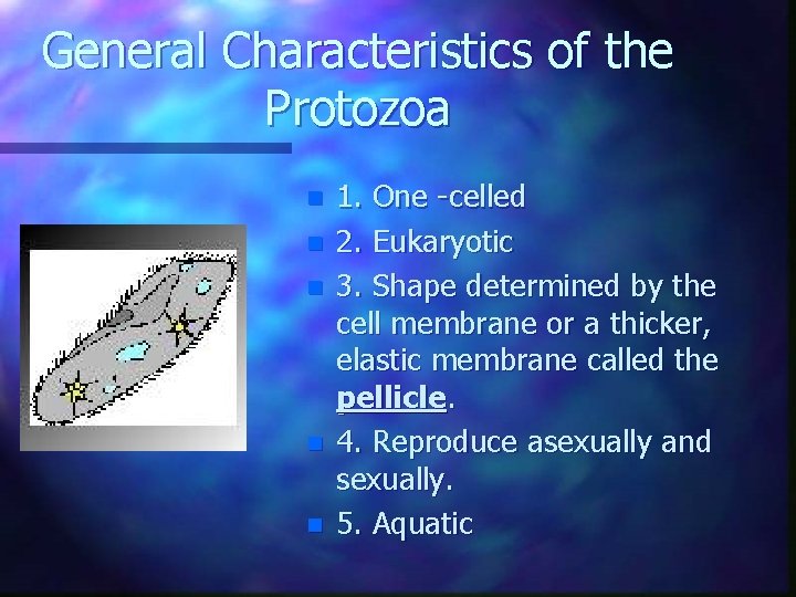 General Characteristics of the Protozoa n n n 1. One -celled 2. Eukaryotic 3.