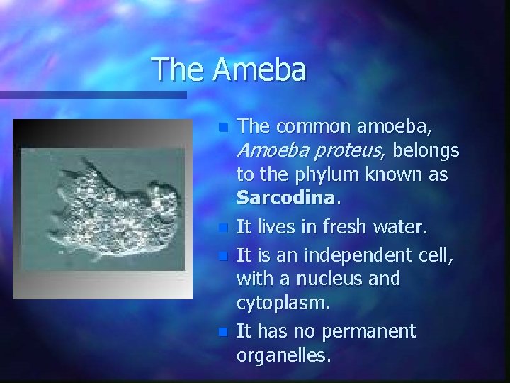 The Ameba n n The common amoeba, Amoeba proteus, belongs to the phylum known