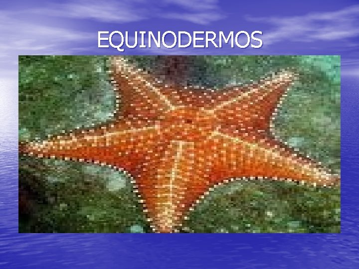 EQUINODERMOS 