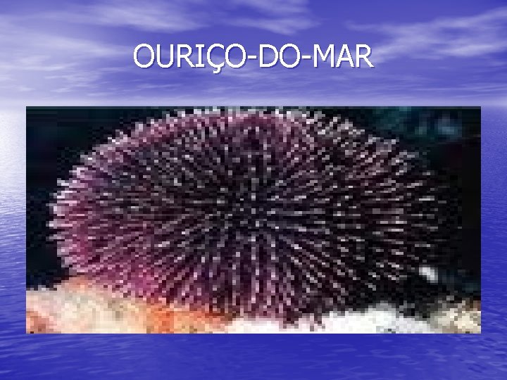 OURIÇO-DO-MAR 