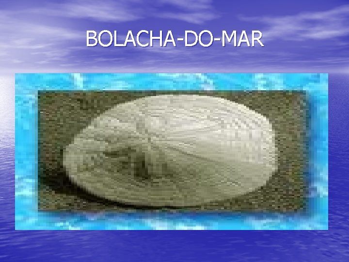 BOLACHA-DO-MAR 