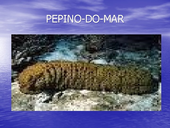 PEPINO-DO-MAR 