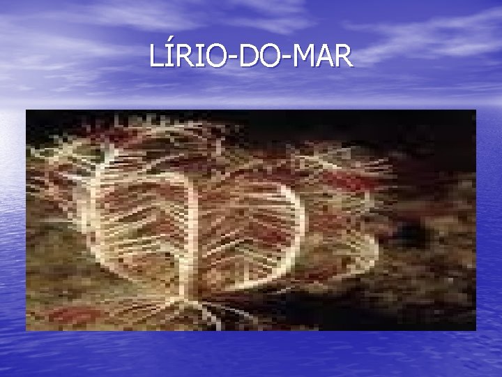 LÍRIO-DO-MAR 