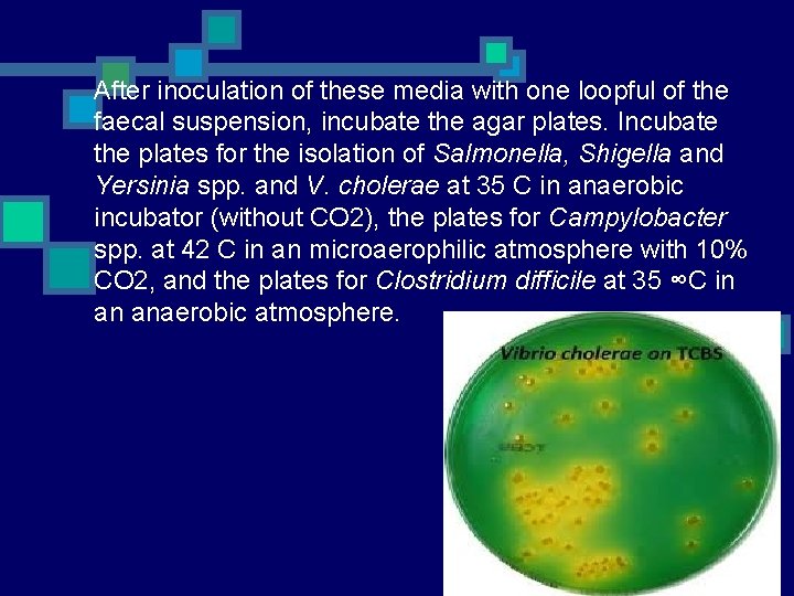 After inoculation of these media with one loopful of the faecal suspension, incubate the