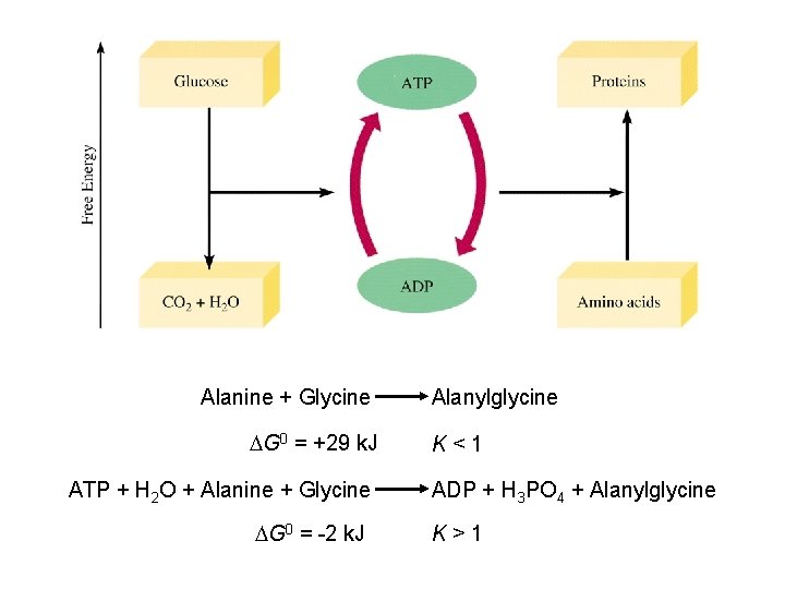 Alanine + Glycine DG 0 = +29 k. J ATP + H 2 O