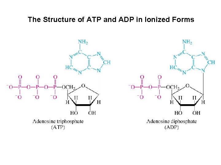 The Structure of ATP and ADP in Ionized Forms 