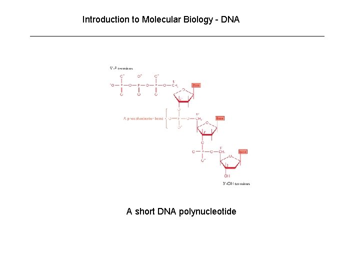 Introduction to Molecular Biology - DNA A short DNA polynucleotide 