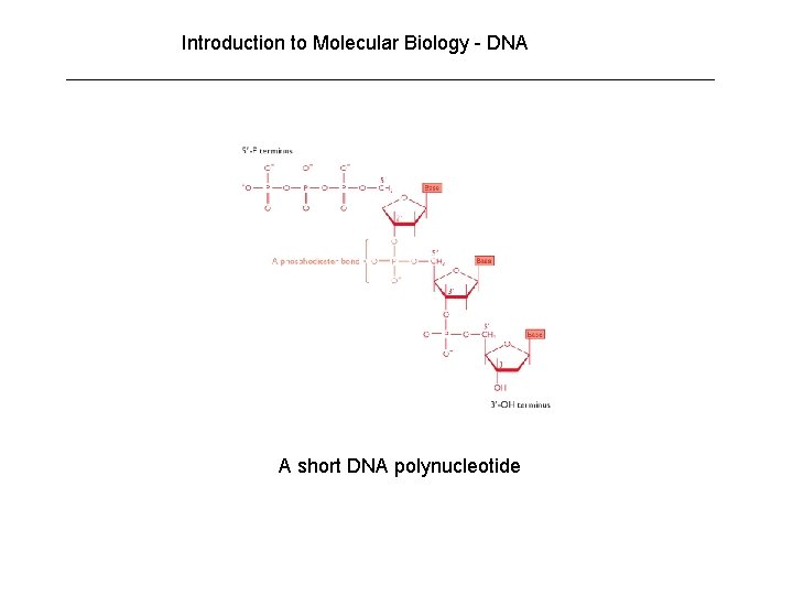 Introduction to Molecular Biology - DNA A short DNA polynucleotide Introduction to Molecular Biology - DNA A short DNA polynucleotide