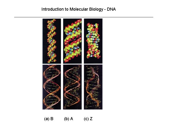 Introduction to Molecular Biology - DNA (a) B (b) A (c) Z Introduction to Molecular Biology - DNA (a) B (b) A (c) Z