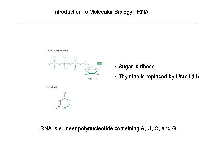 Introduction to Molecular Biology - RNA • Sugar is ribose • Thymine is replaced