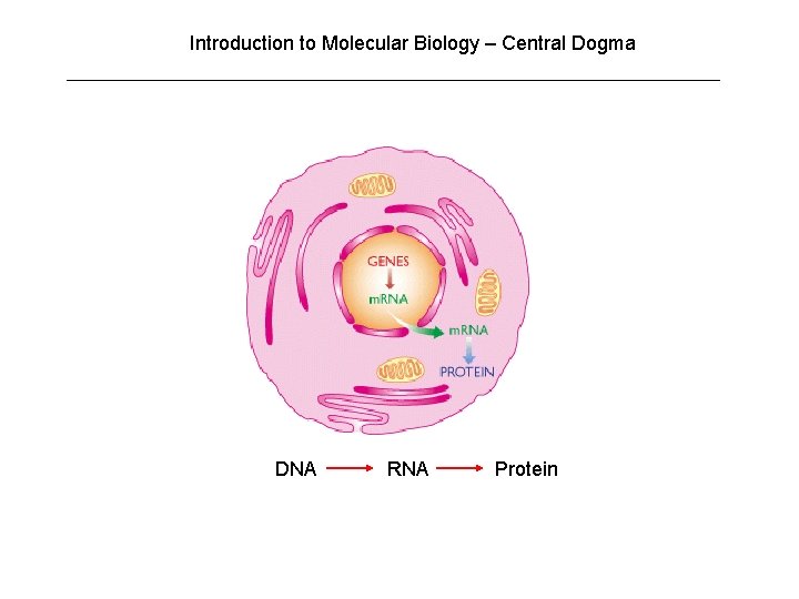 Introduction to Molecular Biology – Central Dogma DNA RNA Protein Introduction to Molecular Biology – Central Dogma DNA RNA Protein