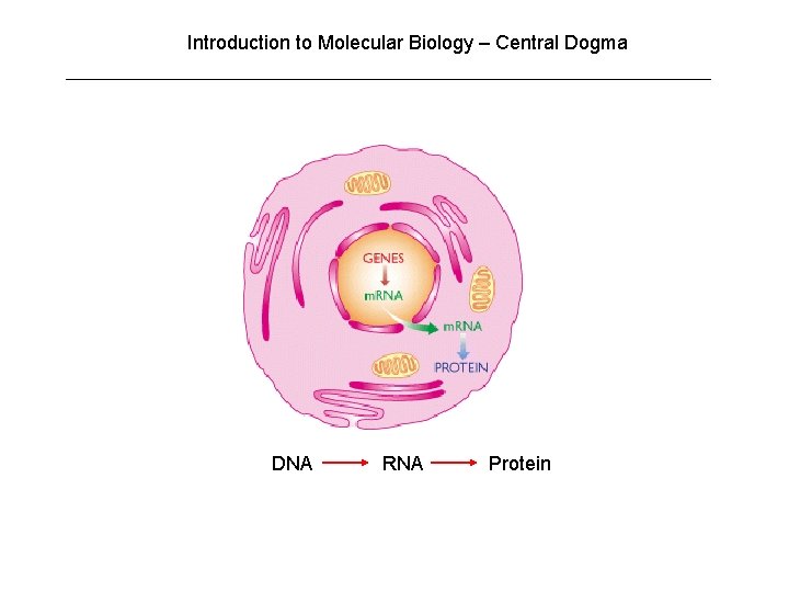 Introduction to Molecular Biology – Central Dogma DNA RNA Protein 