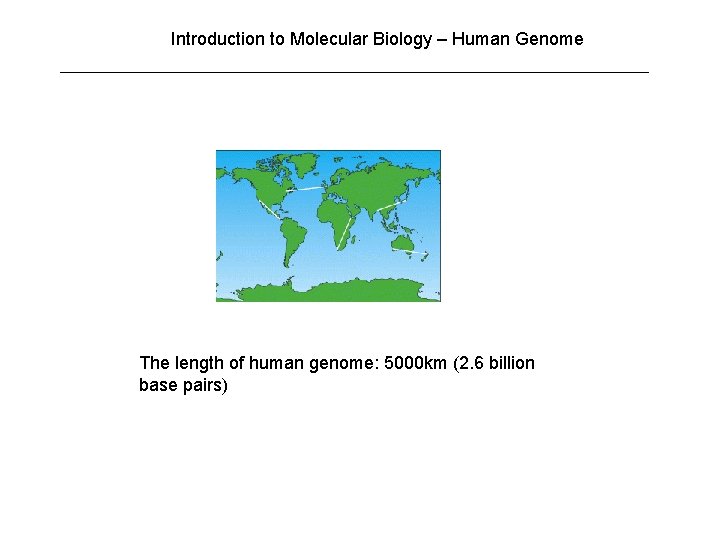 Introduction to Molecular Biology – Human Genome The length of human genome: 5000 km Introduction to Molecular Biology – Human Genome The length of human genome: 5000 km