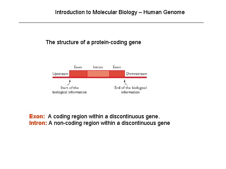 Introduction to Molecular Biology – Human Genome The structure of a protein-coding gene Exon: Introduction to Molecular Biology – Human Genome The structure of a protein-coding gene Exon: