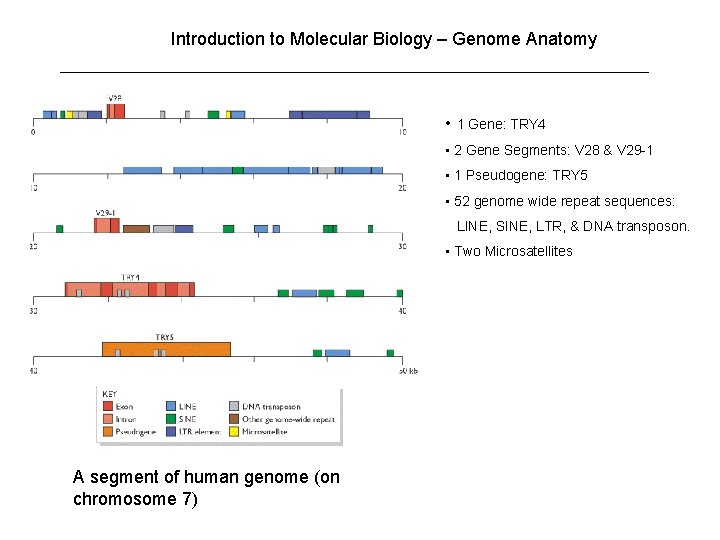 Introduction to Molecular Biology – Genome Anatomy • 1 Gene: TRY 4 • 2