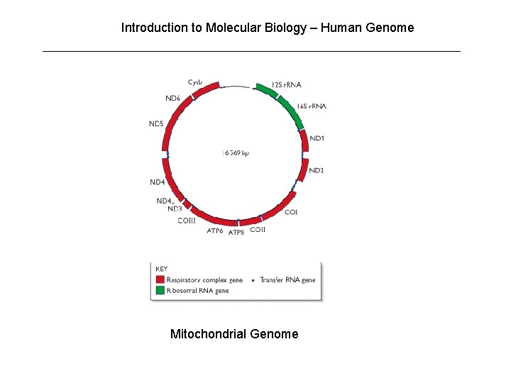 Introduction to Molecular Biology – Human Genome Mitochondrial Genome 