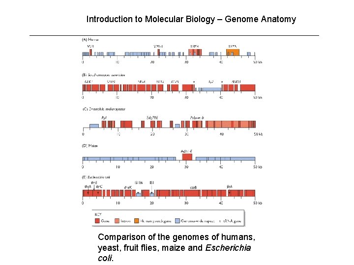 Introduction to Molecular Biology – Genome Anatomy Comparison of the genomes of humans, yeast,