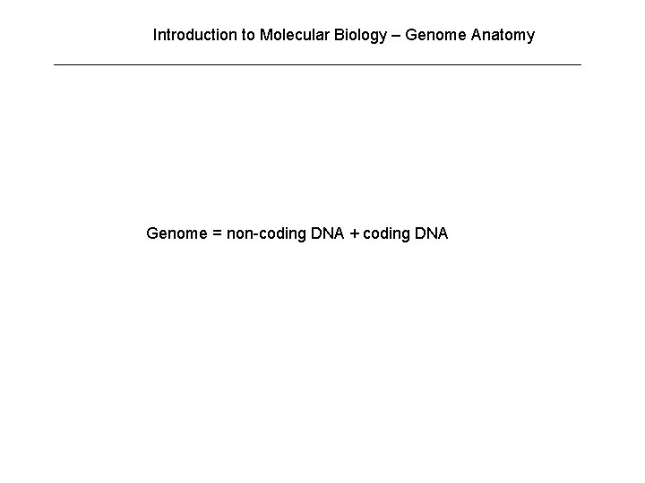 Introduction to Molecular Biology – Genome Anatomy Genome = non-coding DNA + coding DNA