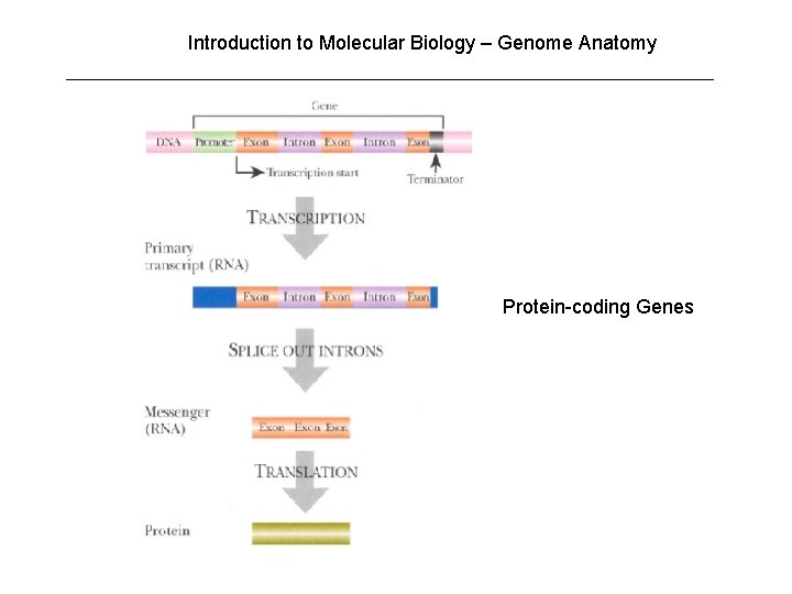 Introduction to Molecular Biology – Genome Anatomy Protein-coding Genes 