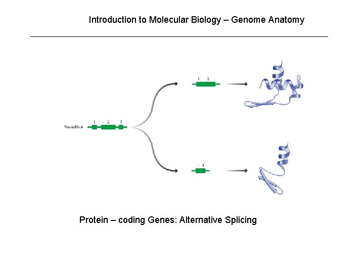 Introduction to Molecular Biology – Genome Anatomy Protein – coding Genes: Alternative Splicing Introduction to Molecular Biology – Genome Anatomy Protein – coding Genes: Alternative Splicing