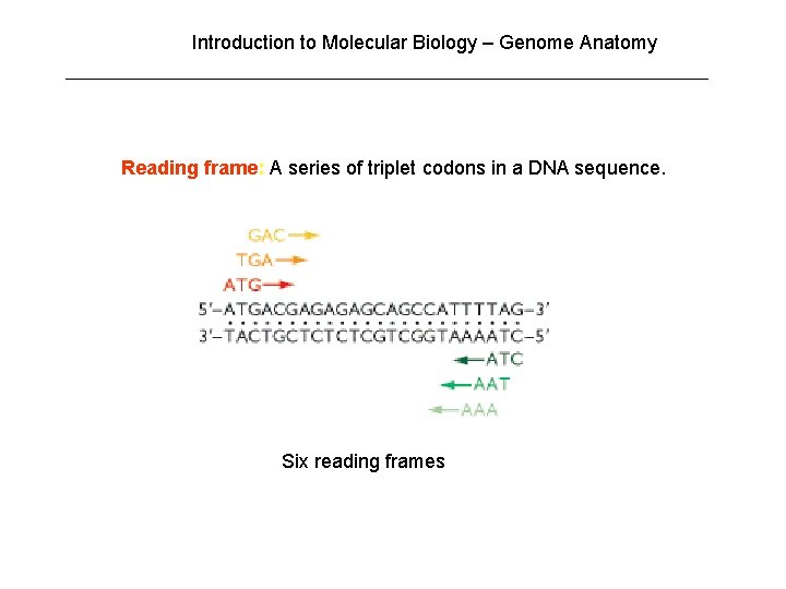 Introduction to Molecular Biology – Genome Anatomy Reading frame: A series of triplet codons Introduction to Molecular Biology – Genome Anatomy Reading frame: A series of triplet codons