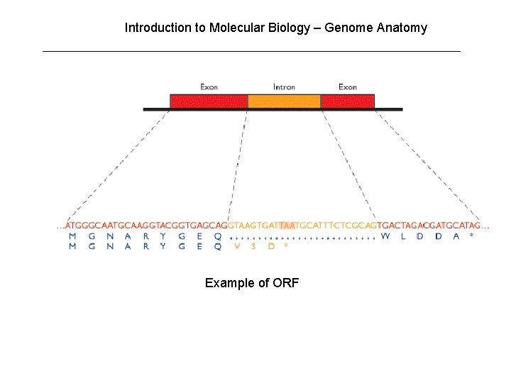 Introduction to Molecular Biology – Genome Anatomy Example of ORF Introduction to Molecular Biology – Genome Anatomy Example of ORF