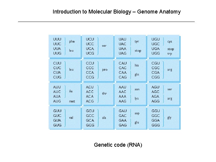 Introduction to Molecular Biology – Genome Anatomy Genetic code (RNA) 