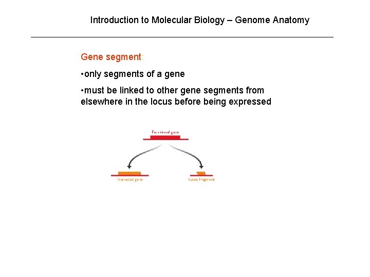 Introduction to Molecular Biology – Genome Anatomy Gene segment: • only segments of a