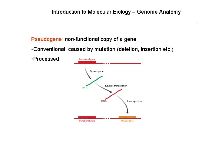 Introduction to Molecular Biology – Genome Anatomy Pseudogene: non-functional copy of a gene • Introduction to Molecular Biology – Genome Anatomy Pseudogene: non-functional copy of a gene •