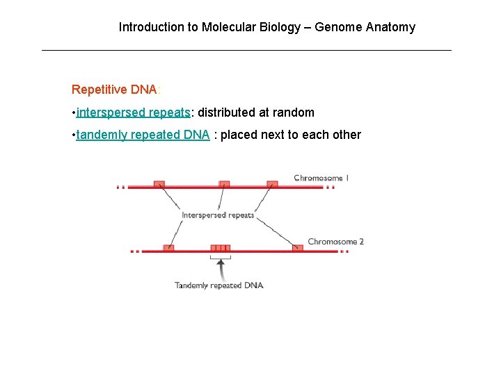 Introduction to Molecular Biology – Genome Anatomy Repetitive DNA: • interspersed repeats: distributed at