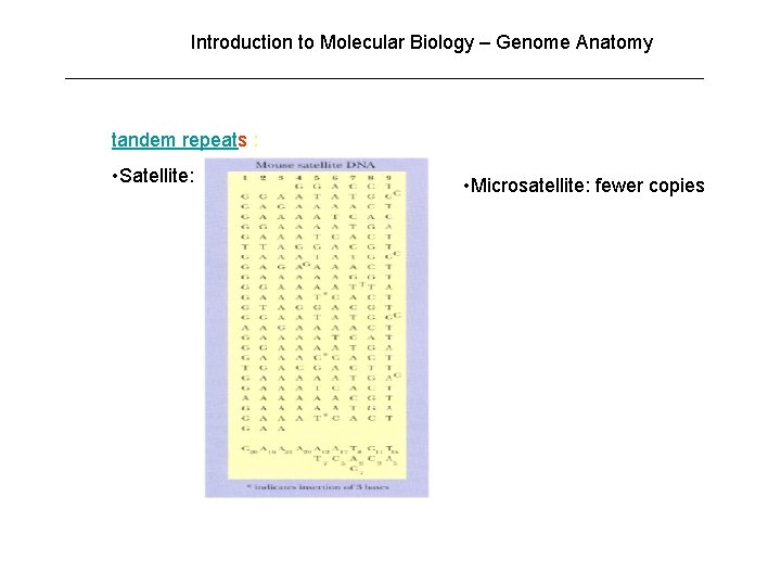 Introduction to Molecular Biology – Genome Anatomy tandem repeats : • Satellite: • Microsatellite: Introduction to Molecular Biology – Genome Anatomy tandem repeats : • Satellite: • Microsatellite: