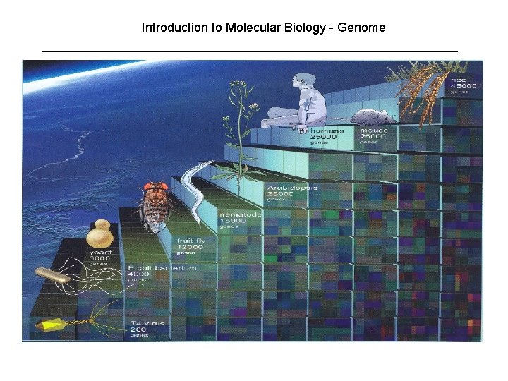 Introduction to Molecular Biology - Genome 