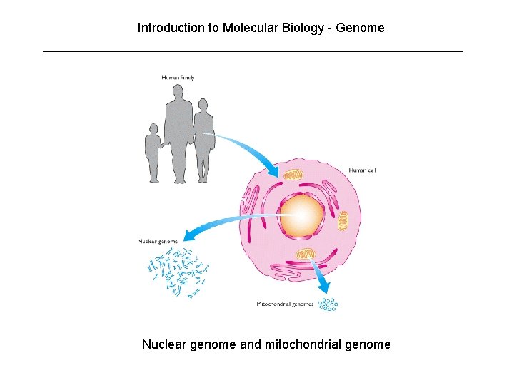 Introduction to Molecular Biology - Genome Nuclear genome and mitochondrial genome Introduction to Molecular Biology - Genome Nuclear genome and mitochondrial genome