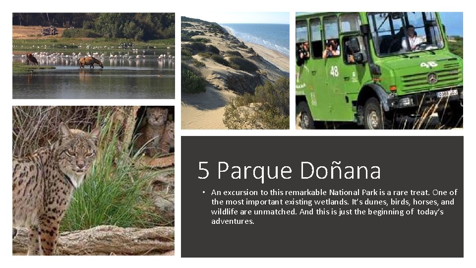 Donana National Park 5 Parque Doñana • An excursion to this remarkable National Park