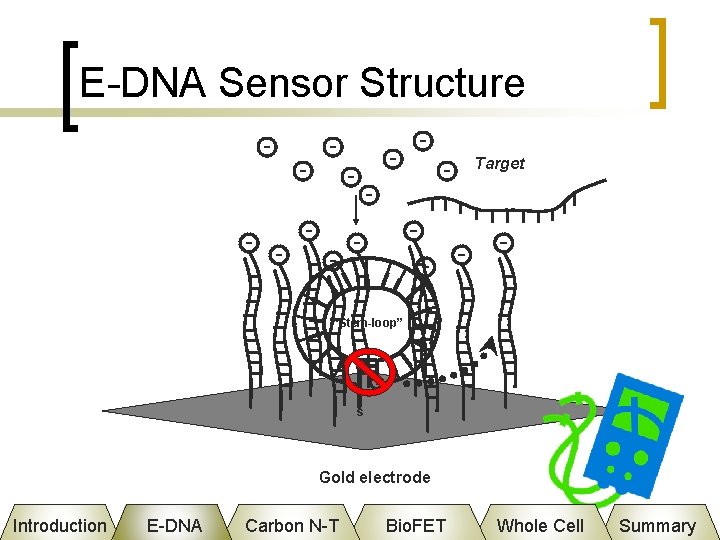 E-DNA Sensor Structure Target “Stem-loop” s Gold electrode Introduction E-DNA Carbon N-T Bio. FET