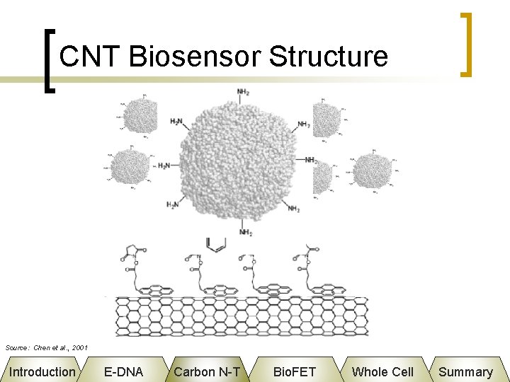 CNT Biosensor Structure Succinimidyl ester Source: Chen et al. , 2001 Introduction E-DNA Carbon