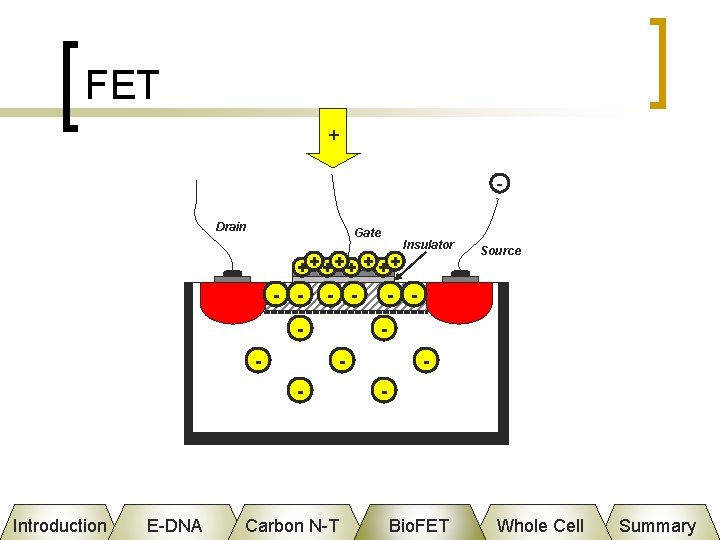 FET + Drain Gate ++ + ++ - - - E-DNA Source - -