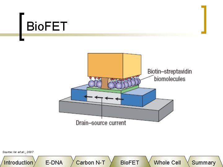 Bio. FET Source: Im et al. , 2007 Introduction E-DNA Carbon N-T Bio. FET