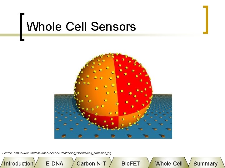 Whole Cell Sensors Source: http: //www. whatsnextnetwork. com/technology/media/cell_adhesion. jpg Introduction E-DNA Carbon N-T Bio.