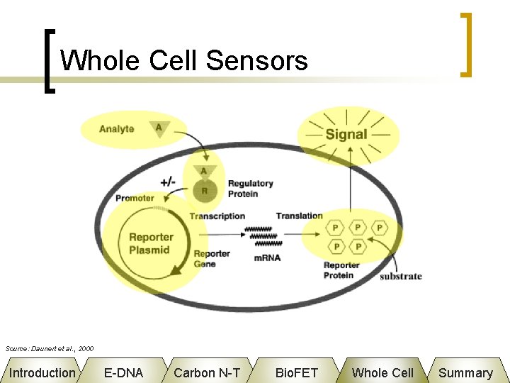 Whole Cell Sensors Source: Daunert et al. , 2000 Introduction E-DNA Carbon N-T Bio.