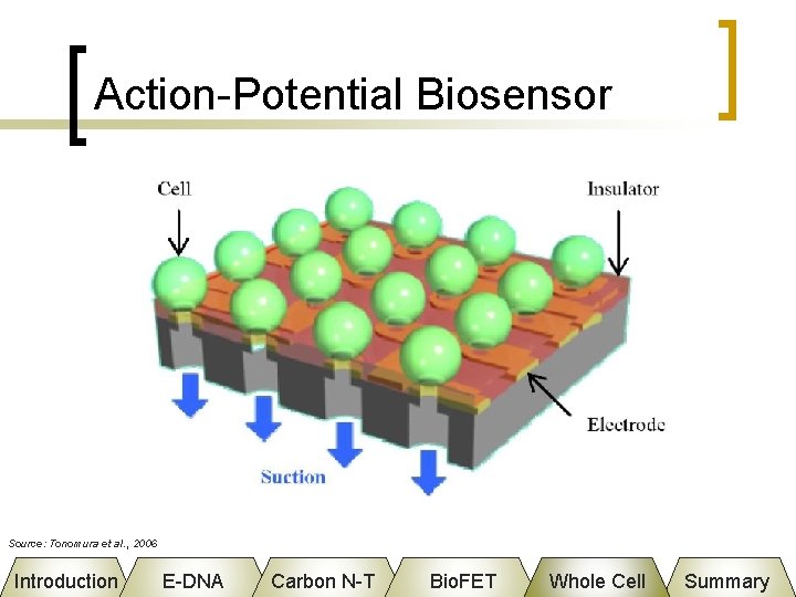 Action-Potential Biosensor Source: Tonomura et al. , 2006 Introduction E-DNA Carbon N-T Bio. FET