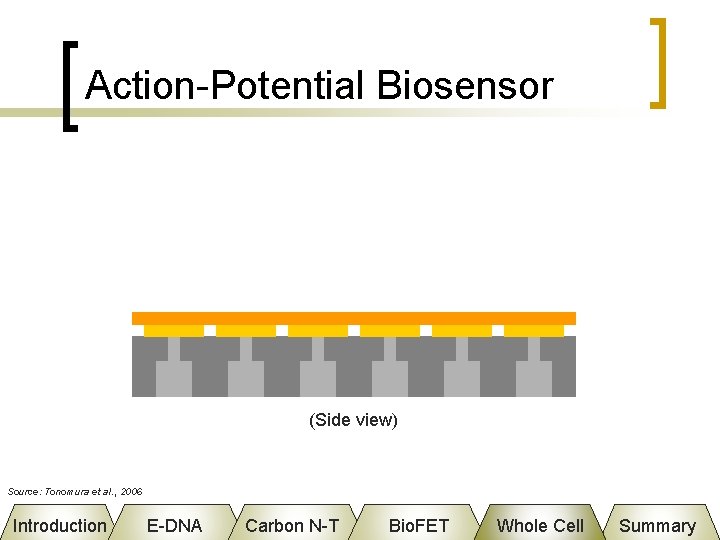 Action-Potential Biosensor (Side view) Source: Tonomura et al. , 2006 Introduction E-DNA Carbon N-T