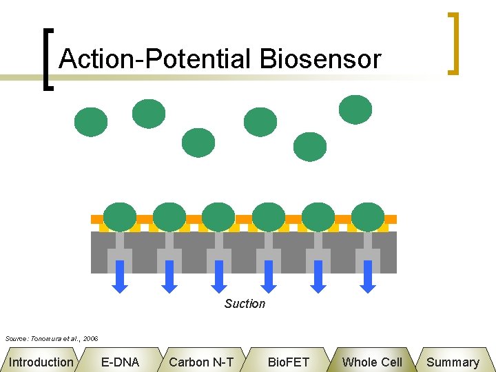 Action-Potential Biosensor Suction Source: Tonomura et al. , 2006 Introduction E-DNA Carbon N-T Bio.