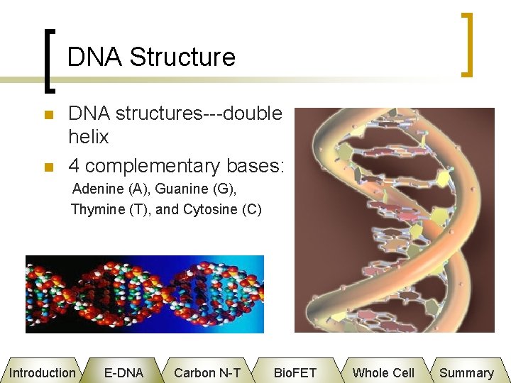 DNA Structure n n DNA structures---double helix 4 complementary bases: Adenine (A), Guanine (G),