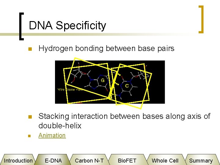 DNA Specificity n Hydrogen bonding between base pairs n Stacking interaction between bases along