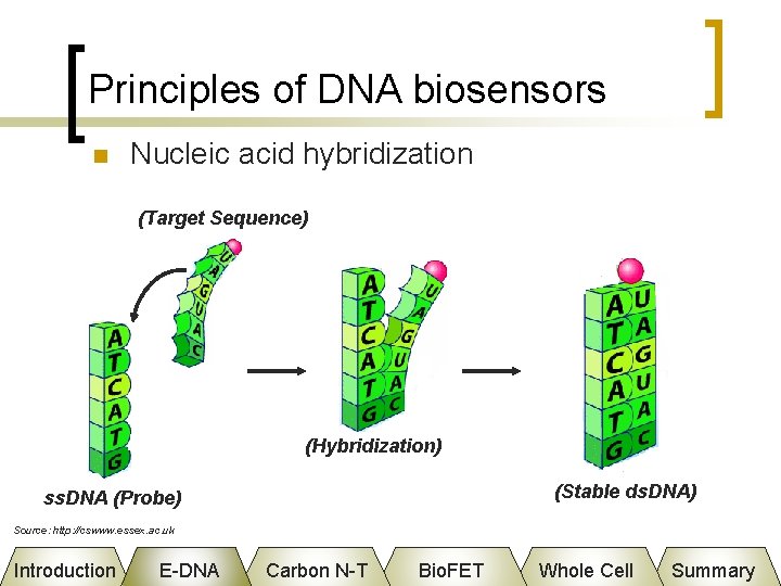 Principles of DNA biosensors n Nucleic acid hybridization (Target Sequence) (Hybridization) (Stable ds. DNA)