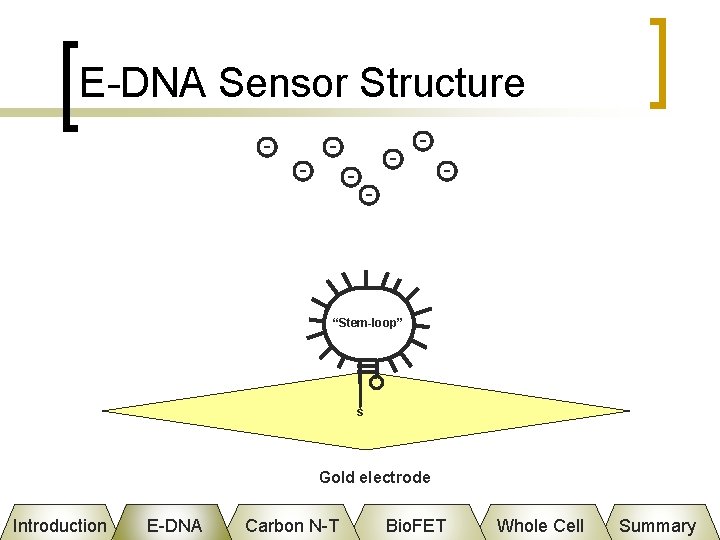 E-DNA Sensor Structure “Stem-loop” s Gold electrode Introduction E-DNA Carbon N-T Bio. FET Whole