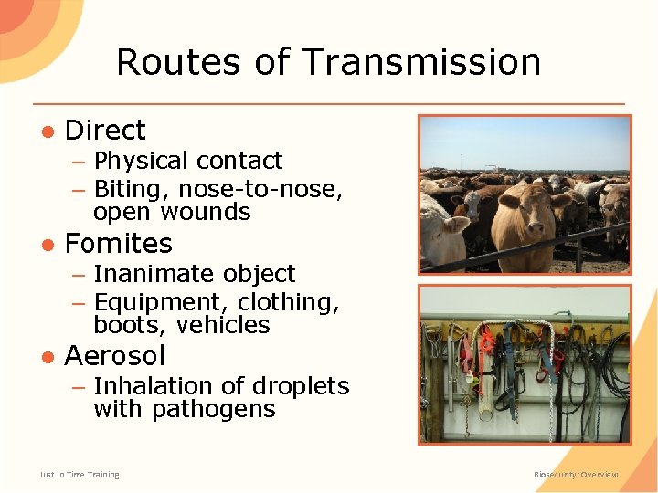 Routes of Transmission ● Direct – Physical contact – Biting, nose-to-nose, open wounds ●