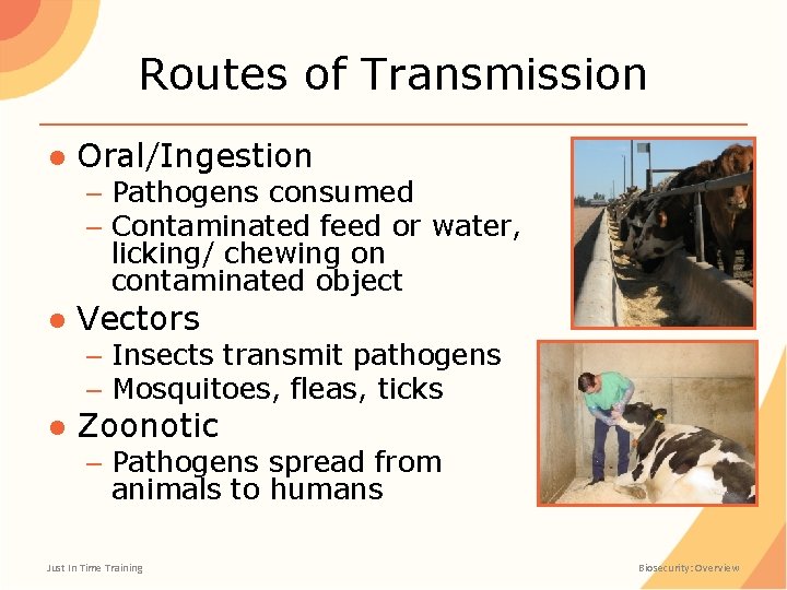 Routes of Transmission ● Oral/Ingestion – Pathogens consumed – Contaminated feed or water, licking/