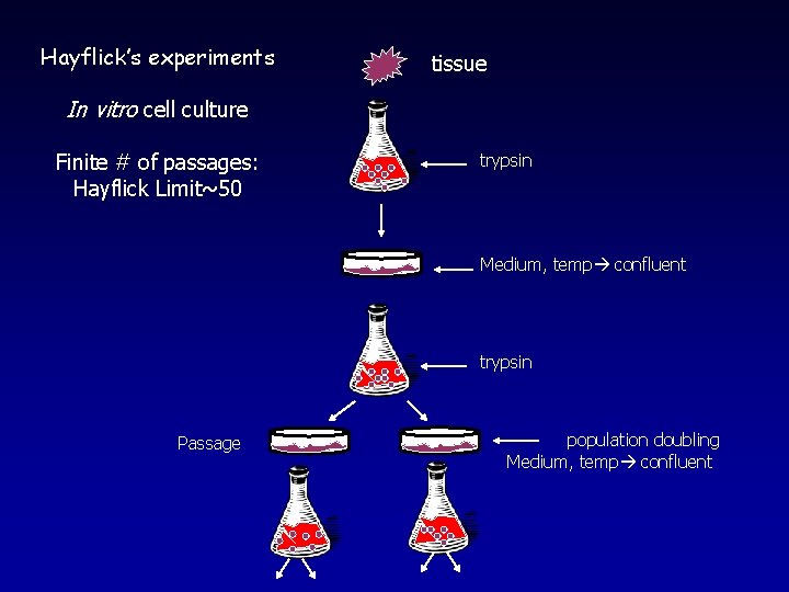 Hayflick’s experiments tissue In vitro cell culture Finite # of passages: Hayflick Limit~50 trypsin